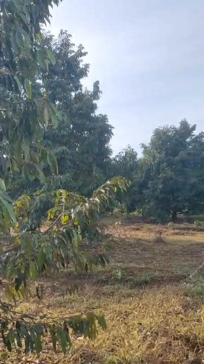 Farm Đắk Lắk 5000m² giá 5 tỷ - Đầu tư sinh lời với sầu riêng Đô Na!