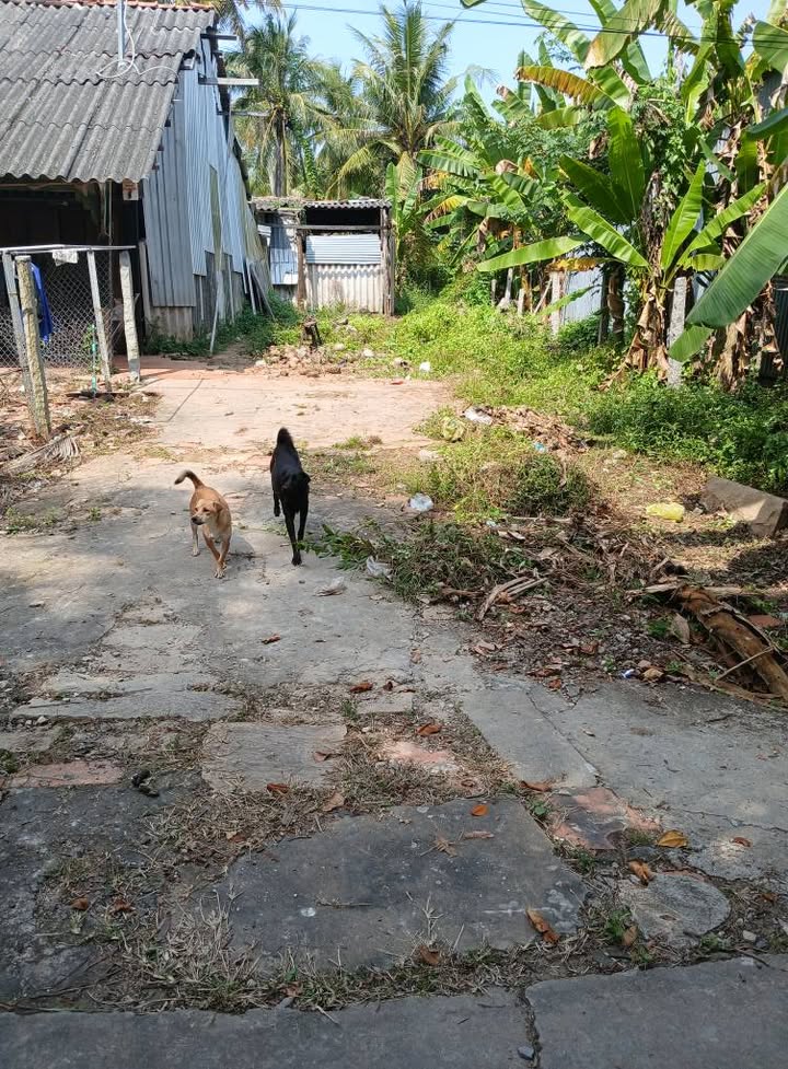 Đất mặt tiền Đường Đan, Phường Tân Quy Đông, 132m² giá 600 triệu - Sổ hồng chính chủ