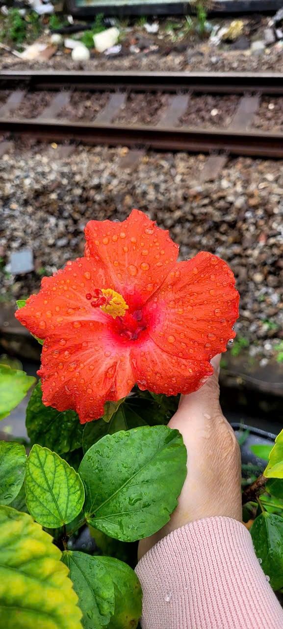 Đất nền 100m² tại Kiệt 109 Mẹ Suốt, Liên Chiểu - Chờ bạn sở hữu!