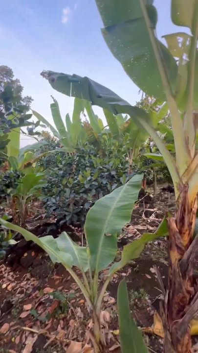 Đất Farm Xã Phú Lộc, Huyện Tân Phú 7.8 sào giá 2.73 tỷ - Đầu tư sinh lời ngay!