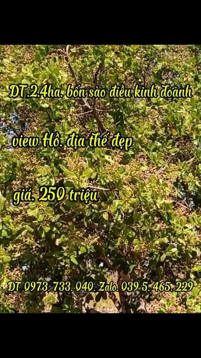 Farm 2,4ha Xã Ia Mơ, Huyện Chư Prông, Giá 250 triệu - Cơ hội đầu tư hấp dẫn!