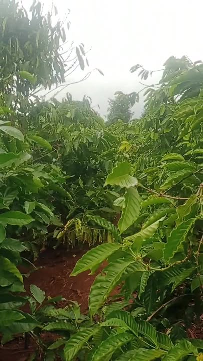 Farm 2ha tại Xã Ia Glai, Huyện Chư Sê, Gia Lai - Giá thỏa thuận hấp dẫn!