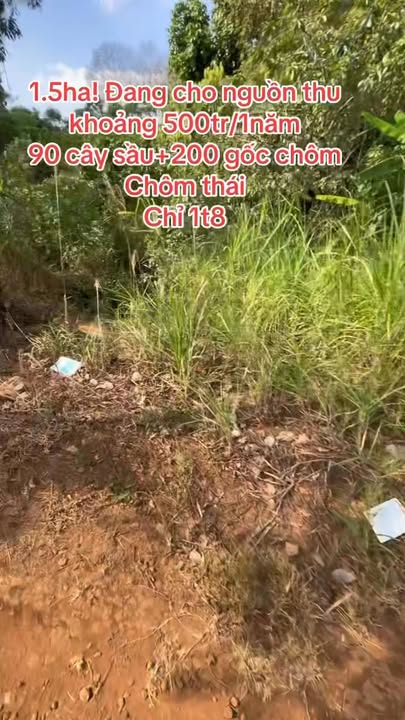 Đất rẫy chôm chôm và sầu riêng tại Ia Krái, 1,5ha - Đầu tư sinh lời ngay!