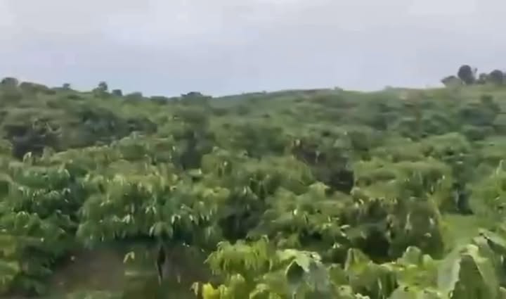 Farm 4 sào tại Tân Hoà, Buôn Đôn giá chỉ 1.75 tỷ - Sổ hồng sẵn, thương lượng!