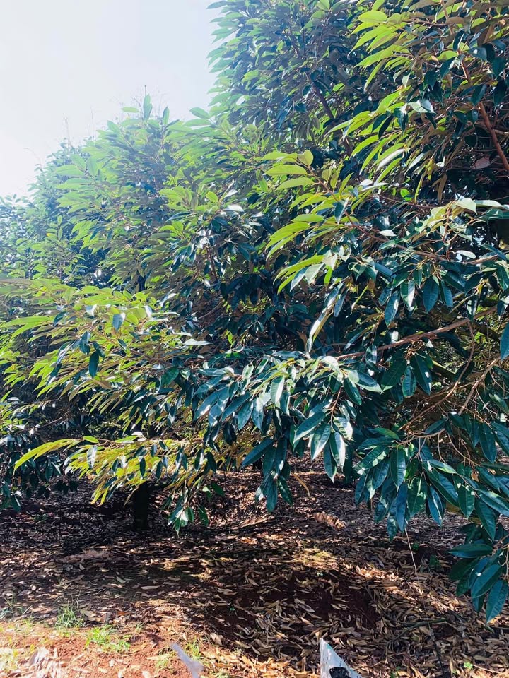 Đất vườn sầu riêng 2.000m² tại Bảo Bình, Cẩm Mỹ - Pháp lý rõ ràng, giá chỉ 1.1 tỷ