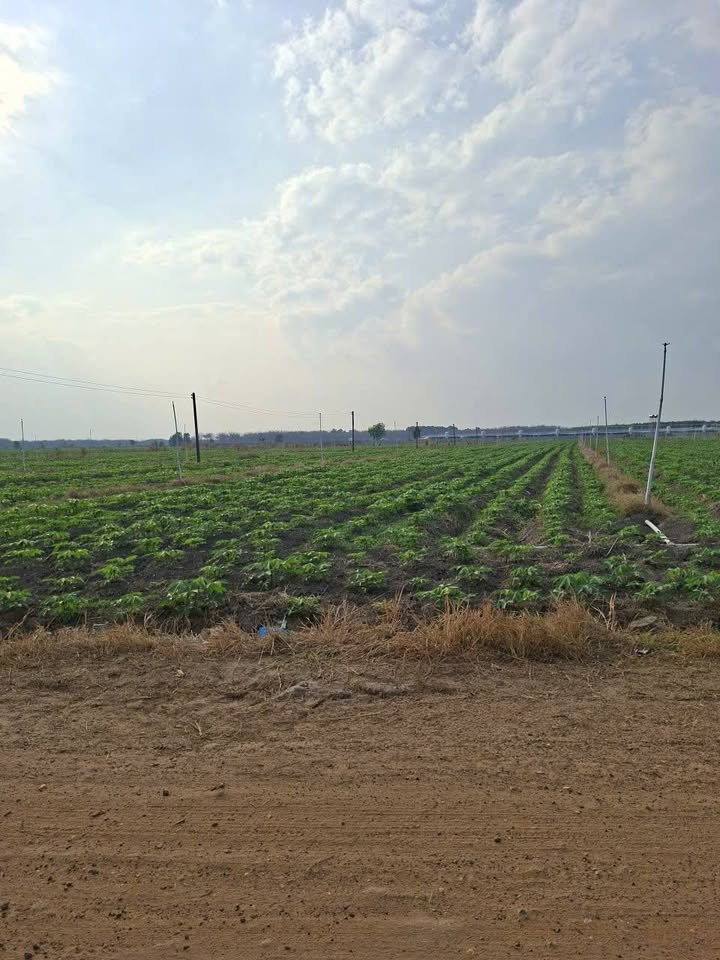 Đất Farm 5,8 Mẫu tại Xã Tân Hội, Tân Châu, Tây Ninh - Giá 5,8 Tỷ, Gần Đường Nhựa!