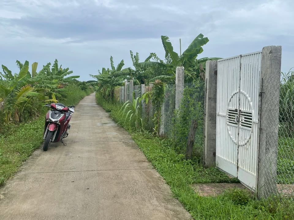 Đất trồng lúa Lý Văn Lâm 540m² giá 1.09 tỷ - Đầu tư sinh lời tuyệt vời!