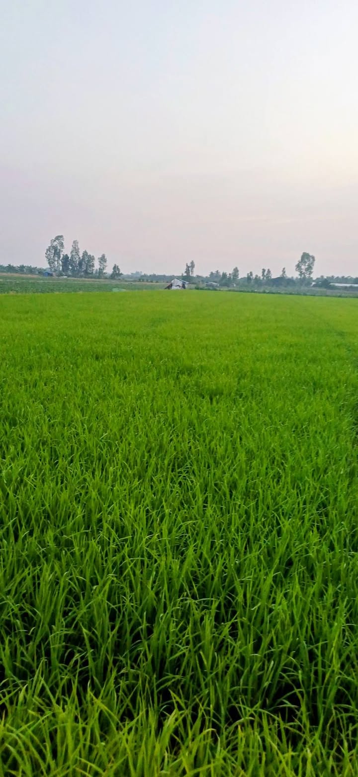 Đất lúa 3147m² xã Phú Quới Vĩnh Long giá chỉ 270 triệu - Thích hợp đầu tư!