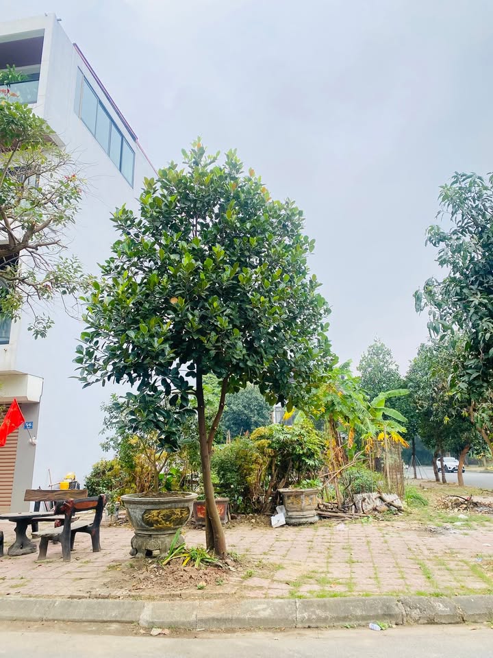 Đất nền góc Khu A Nam Đầm Vạc, Vĩnh Yên 134m² giá 4.02 tỷ - Cơ hội đầu tư hiếm có!