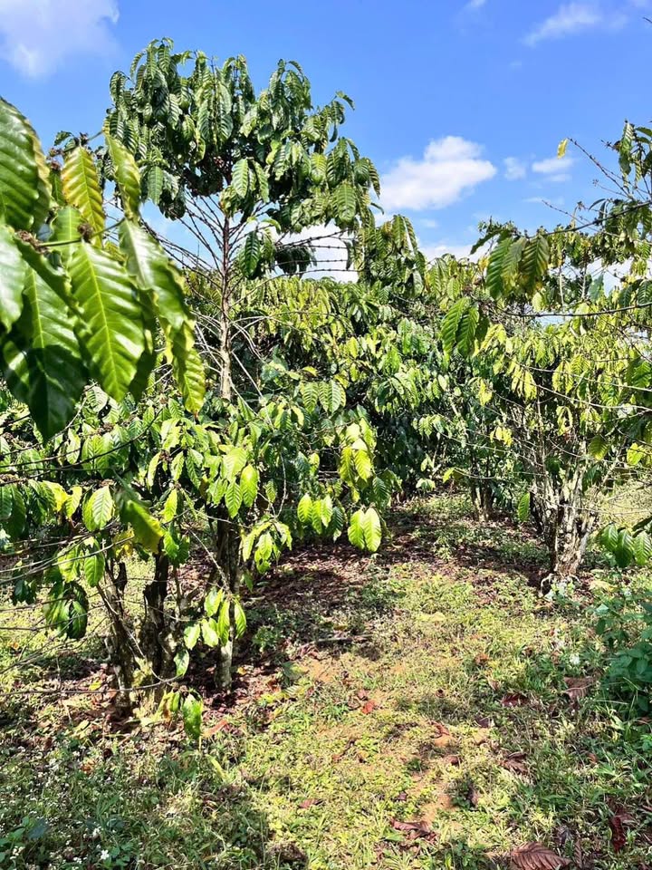 Đất vườn tại Hẻm Trần Khánh Dư, Bảo Lộc 4000m² giá 900 triệu - Cơ hội đầu tư hấp dẫn!