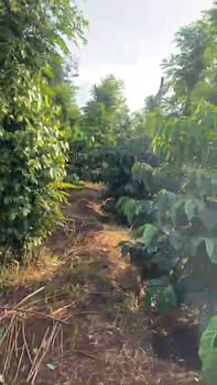 Đất thổ cư tại Ea Ning, Cư Kuin 5000m² giá 2.5 tỷ - Sổ đỏ chính chủ!