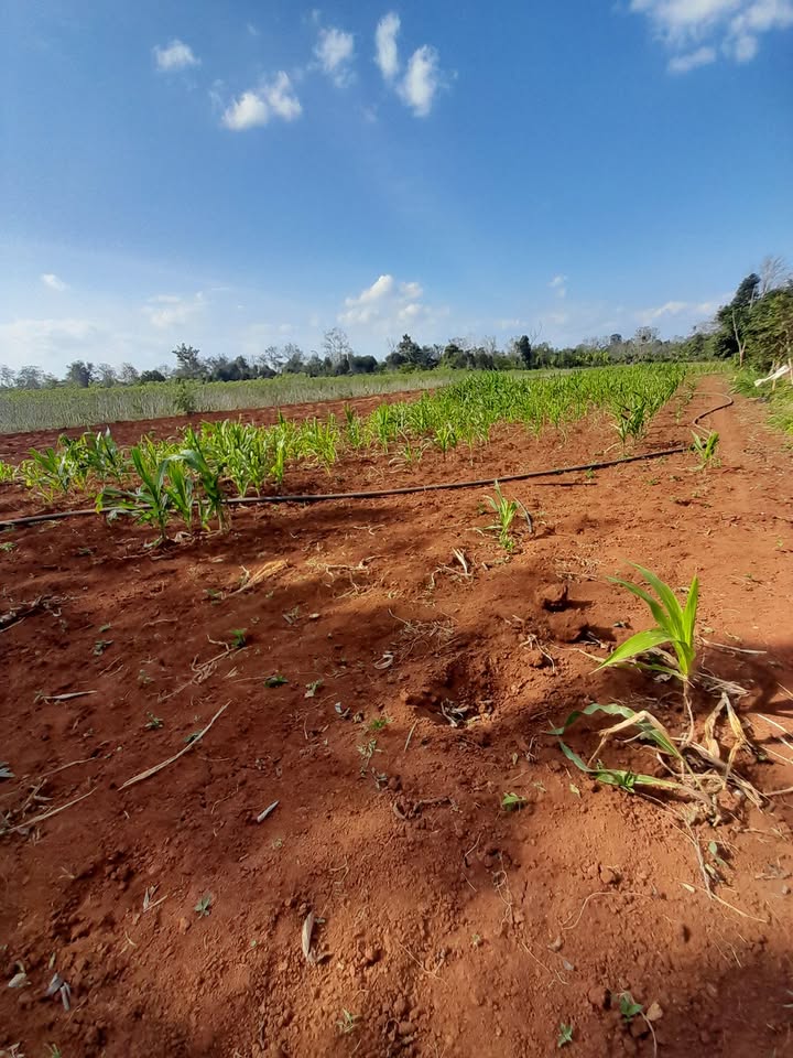 Đất nông nghiệp tại Krông Búk 2,1ha giá thỏa thuận - Đầu tư sinh lời ngay!