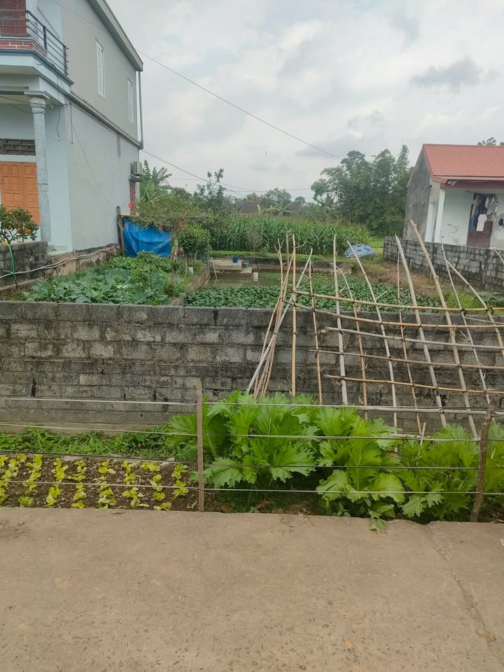 Đất nền Phường Ninh Giang, Thành phố Hoa Lư 520m² - Giá Thỏa Thuận, Cơ Hội Đầu Tư Hiếm Có!