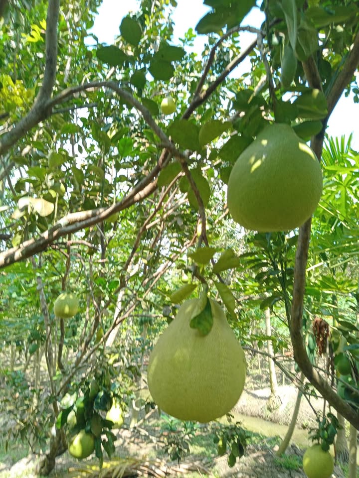 Bán đất vườn sinh thái Kế Sách 29.000m² giá 199 tỷ - Cơ hội đầu tư tuyệt vời!