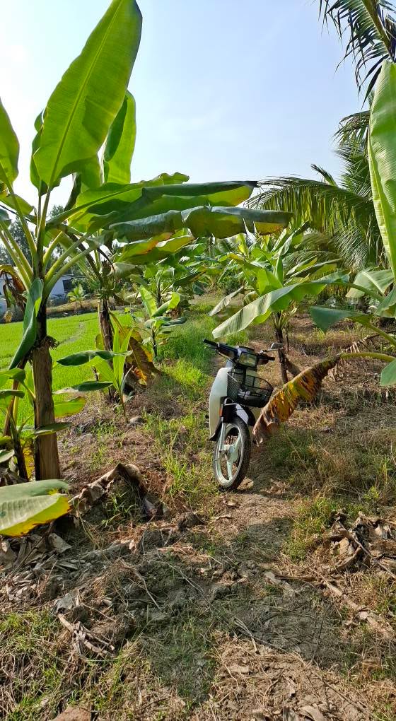 Đất nền Cần Thơ 804m² giá 400 triệu - Cơ hội đầu tư sinh lời!