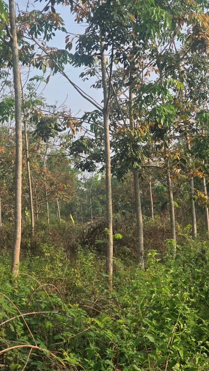 Đất Farm 1ha Lộc Hiệp, Bình Phước - Mặt tiền bê tông 70m, giá thỏa thuận!