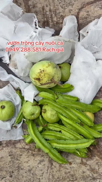 Bán nhà vườn mặt tiền đường 30/4, Rạch Giá 4000m² - Không gian yên tĩnh lý tưởng!