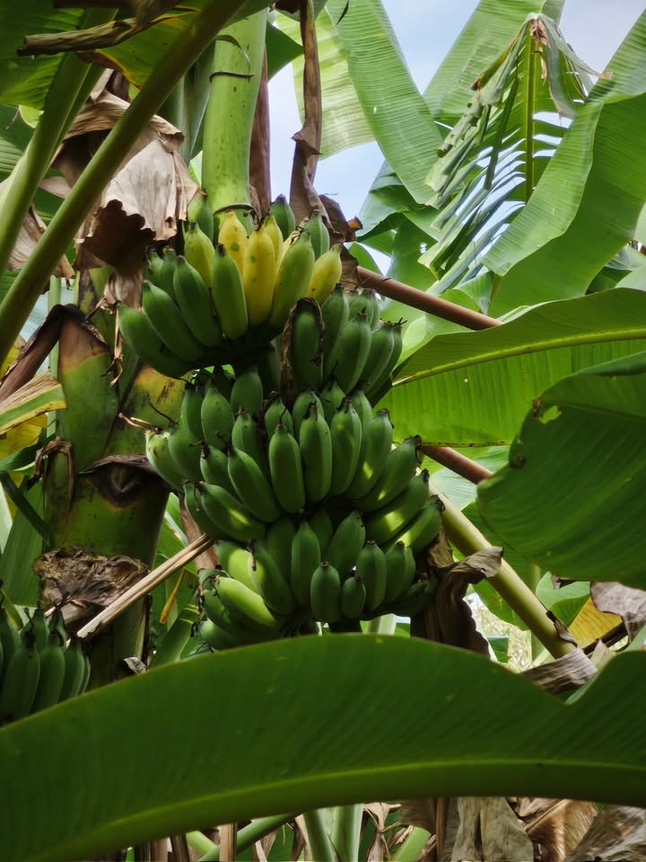 Đất mặt tiền Hương Lộ 2, khu Lan Anh 4, 100m² giá 3 tỷ - Cơ hội đầu tư tuyệt vời!