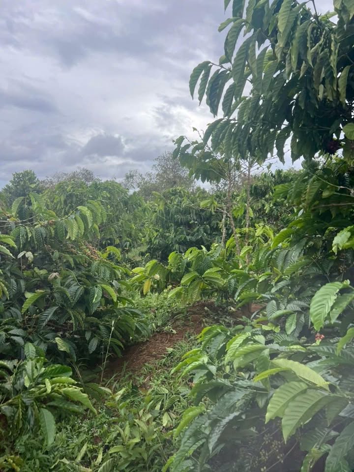 Farm 9 sào cà phê Đắk R'Tíh giá 67.5 triệu/năm - Cơ hội đầu tư tuyệt vời!