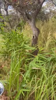 Đất nông nghiệp 1,4ha tại Phú Sơn, Bù Đăng giá chỉ 1,5 tỷ - Đầu tư sinh lời ngay!