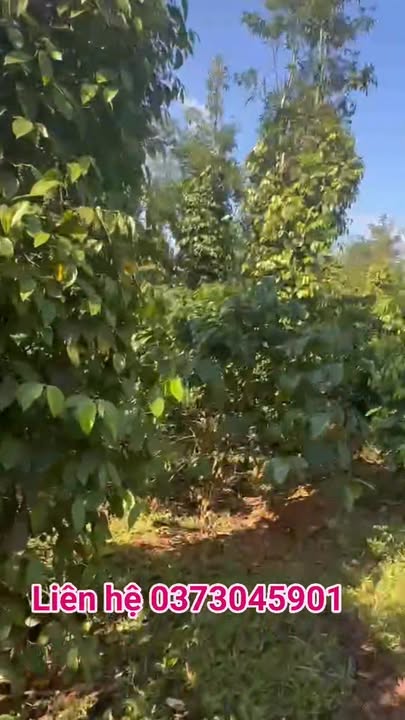 Đất nền thôn 7 xã Đức An 1,1ha giá chỉ 2,1 tỷ - Cơ hội đầu tư hấp dẫn!