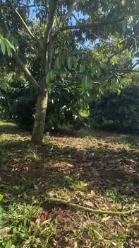 Farm 1ha tại Ea Hiao, Đắk Lắk giá 3.55 tỷ - Đầy đủ tiện nghi, sẵn sàng đầu tư!