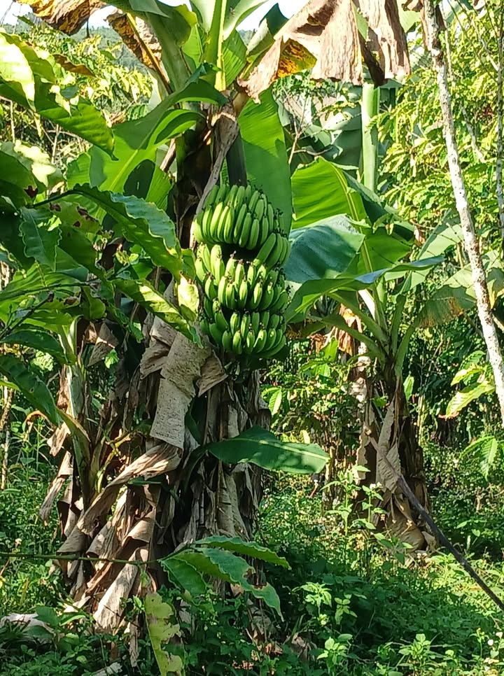 Đất thổ cư Lộc Ngãi 3600m² giá 730 triệu - Mặt tiền 10m, sẵn sàng đầu tư!