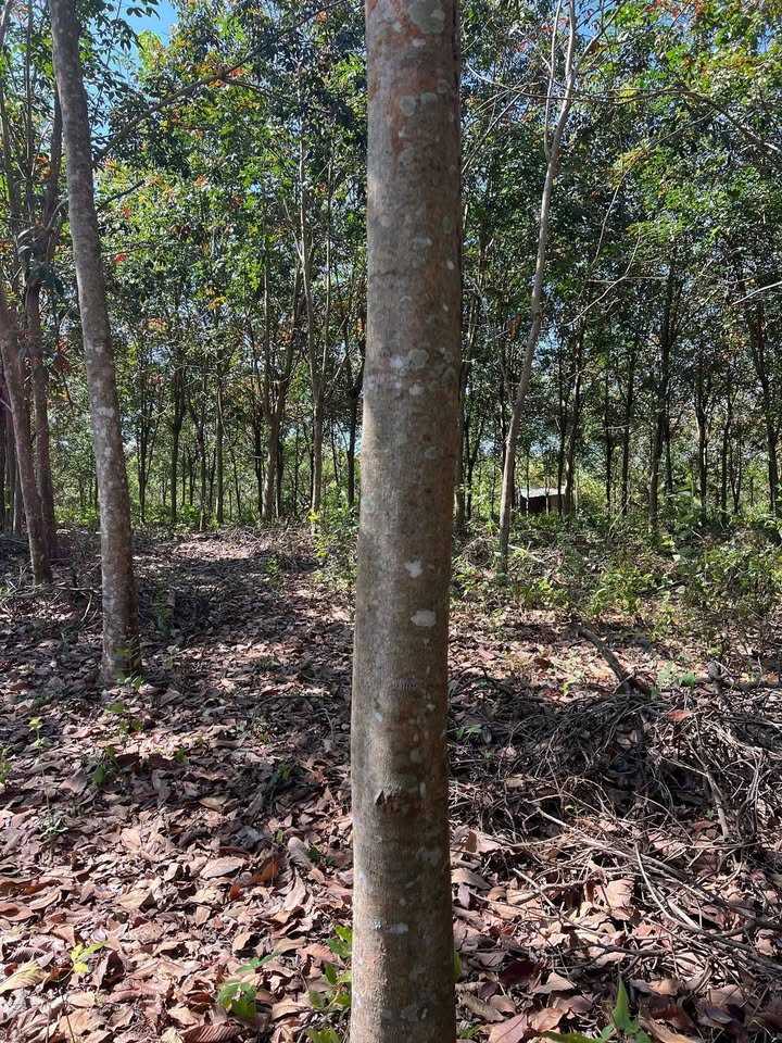 Đất Farm 8100m² tại ấp 9, Xã Thanh Hòa, Giá chỉ 850 triệu - Đầu tư sinh lời ngay!