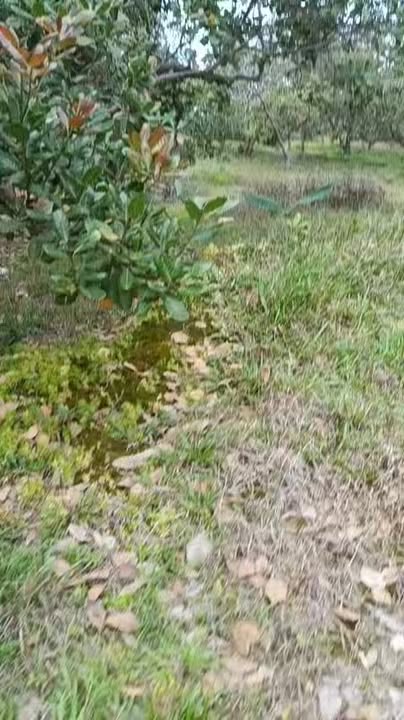 Đất nền 1ha tại Xã Phú Trung, Huyện Phú Riềng - Giá chỉ 8 tỷ VND