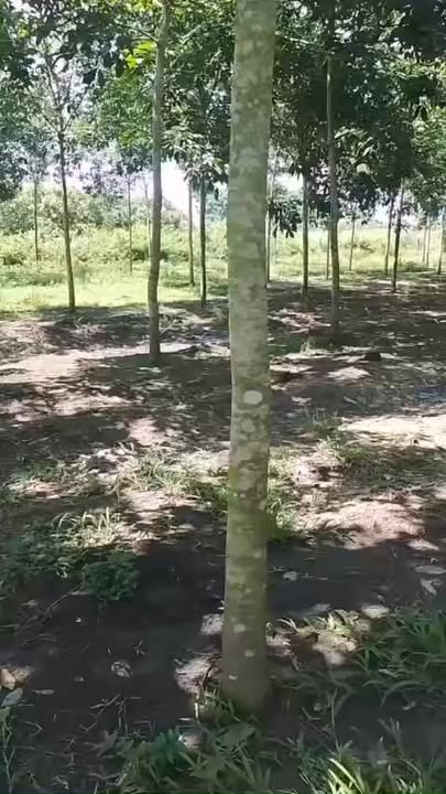 Đất nền Ấp 1, Xã Lộc An, 10.000m² giá 1.75 tỷ - Đầu tư sinh lời cao!