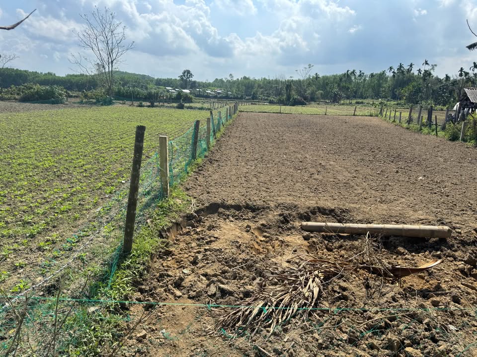 Đất trồng cây 500m² xã Tam Xuân I giá chỉ 100 triệu - Thích hợp làm trang trại