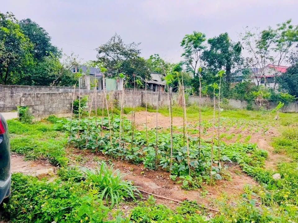 Đất nền lô góc 2 mặt tiền tại Tam Dương 110m² giá 550 triệu - Cơ hội đầu tư tiềm năng!