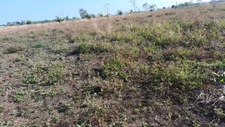 Đất rẫy 6ha tại Xã Ia Hla, Huyện Chư Pưh - Sổ hồng chính chủ, giá thỏa thuận!