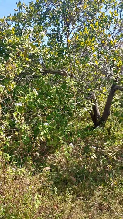 Đất vườn điều 12ha xã Ia JLơi, huyện Ea Súp giá 1.2 tỷ - Tiềm năng đầu tư sinh lời!