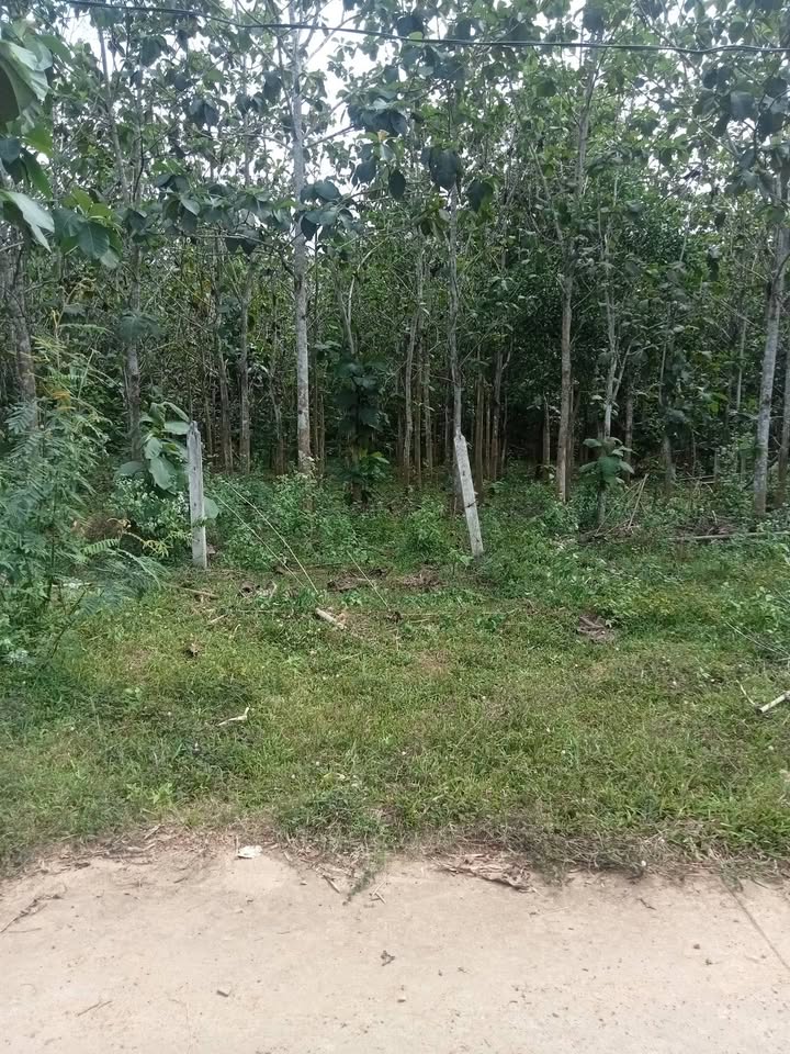 Đất trồng cây lâu năm tại Xã La Ngà, Huyện Định Quán, 360m² giá 800 triệu - Cơ hội đầu tư hấp dẫn!