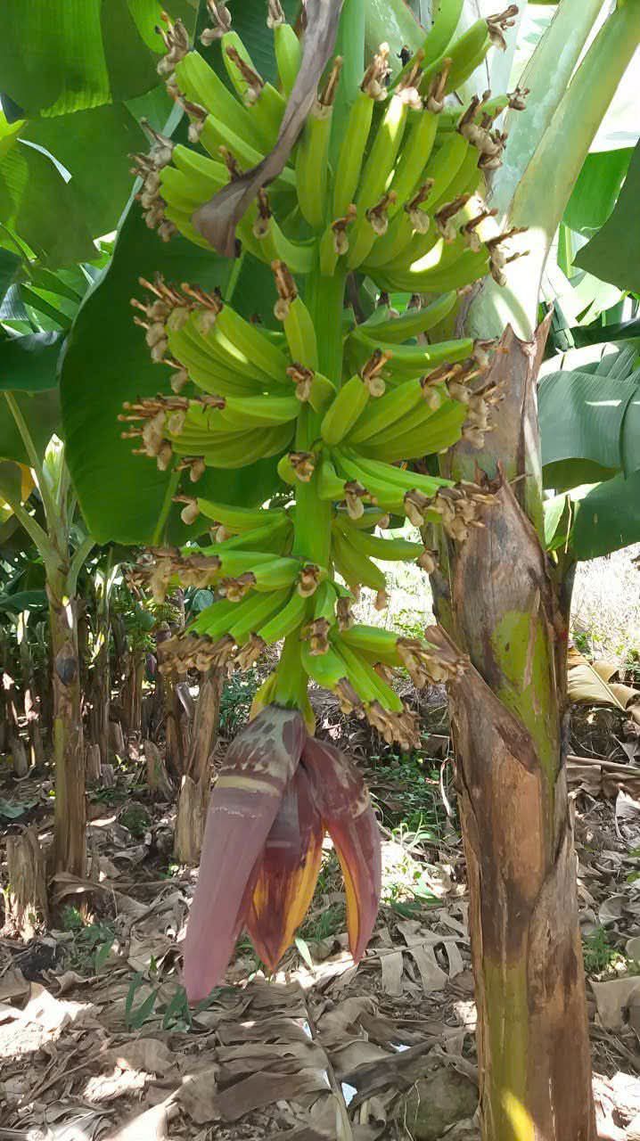 Đất nền Xã Phú Lộc, Huyện Tân Phú, 4000m² giá 2 tỷ - Cơ hội đầu tư hấp dẫn!