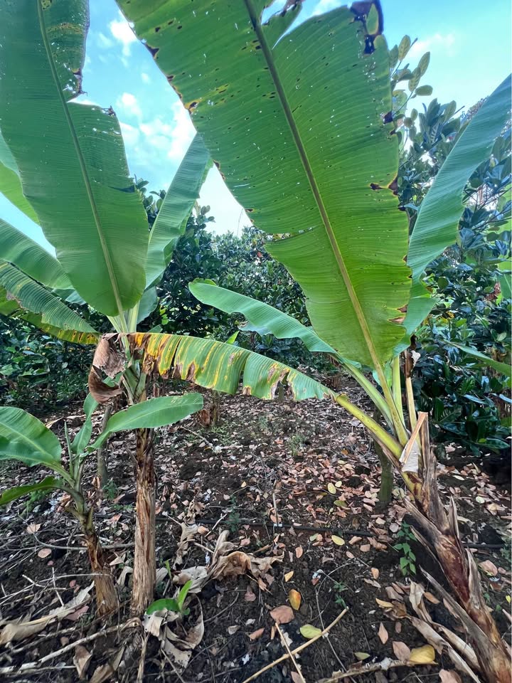 Đất Farm Phú Lộc, Tân Phú 28,080m² giá 2.73 tỷ - Đầu tư sinh lời ngay!