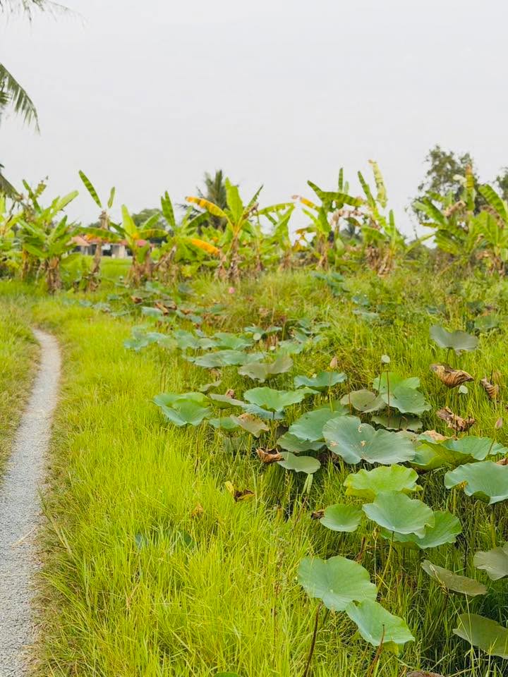 Đất vườn 1500m² tại xã Mỹ Lộc, Tây Ninh giá 1.15 tỷ - Đầu tư lý tưởng!