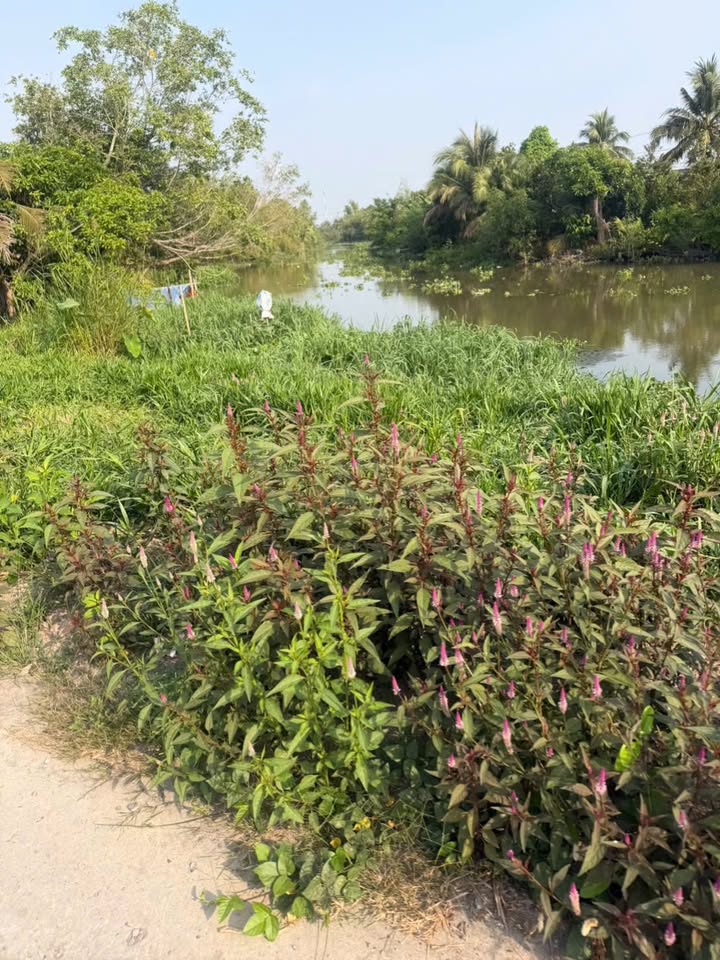 Đất nền mặt tiền xã Phú Nhuận 403m² giá 780 triệu - Đầu tư sinh lời ngay!