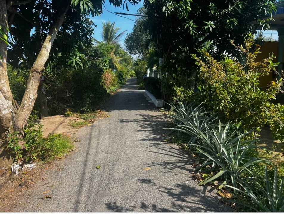 Đất cây lâu năm 1078m² tại ấp Phú Mỹ, Đồng Tháp - Giá chỉ 1.3 tỷ thương lượng!