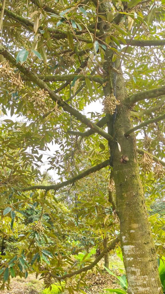 Farm 3,9 công tại Phú An, Cai Lậy, Tiền Giang - Giá chỉ 2,457 tỷ - Đất vườn sung sức, đang ra hoa!