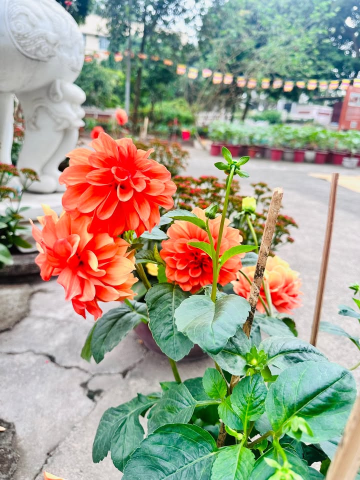 Đất Tập Thể Điện Lực, Yên Viên 54m² giá 6 tỷ - Vị trí đắc địa gần chợ