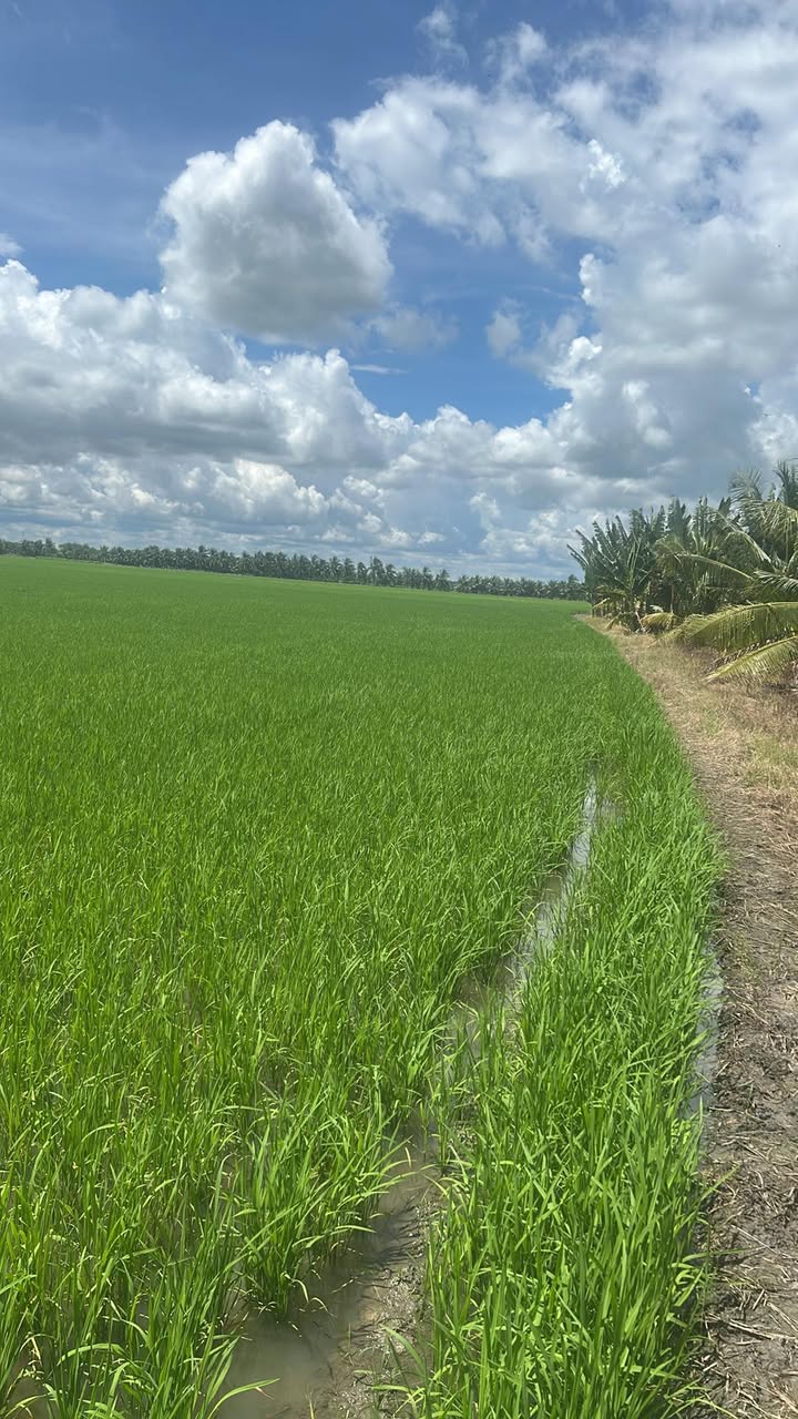 Đất ruộng 11 công tại xã Phong Phú, huyện Cầu Kè, Trà Vinh - Giá chỉ 1.485 tỷ!