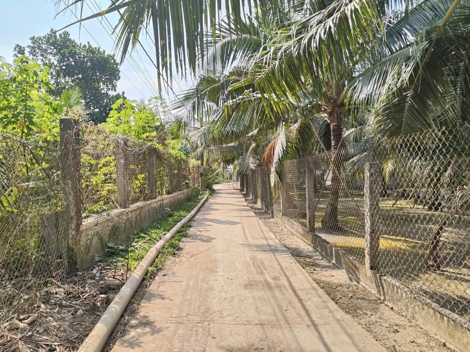 Đất vườn Long Thới, Châu Thành, Đồng Tháp 559.7m² giá 1.3 tỷ - Cơ hội đầu tư hấp dẫn!