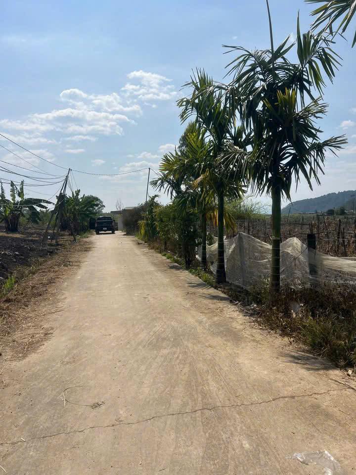 Đất nền Tân Hội, Đức Trọng 200m² giá 500 triệu - Cơ hội đầu tư tuyệt vời!