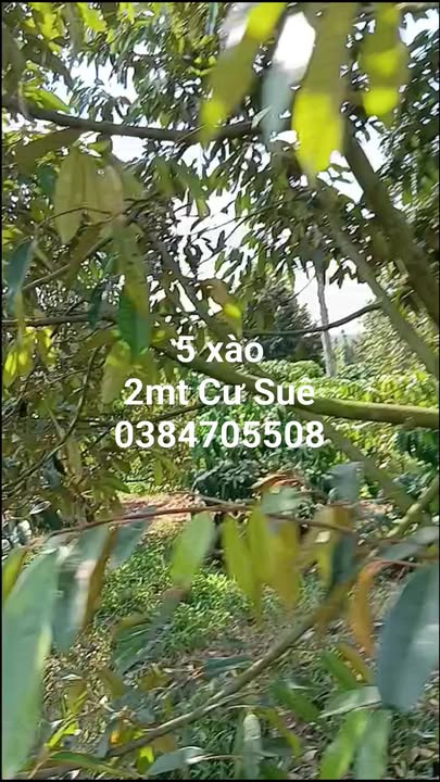 Đất nông nghiệp Cư Suê 5000m² giá 2.4 tỷ - Hai mặt tiền, kinh doanh tiềm năng!