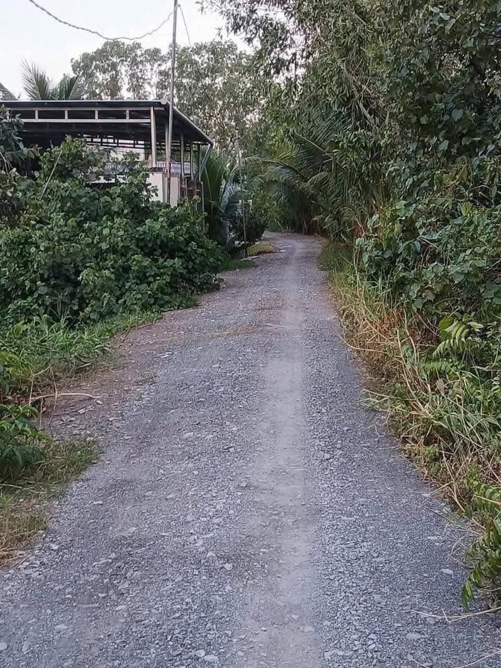 Lô đất vườn 15.000m² tại Ấp 8, Xã Lương Hòa - Giá 18 tỷ, Thương lượng!