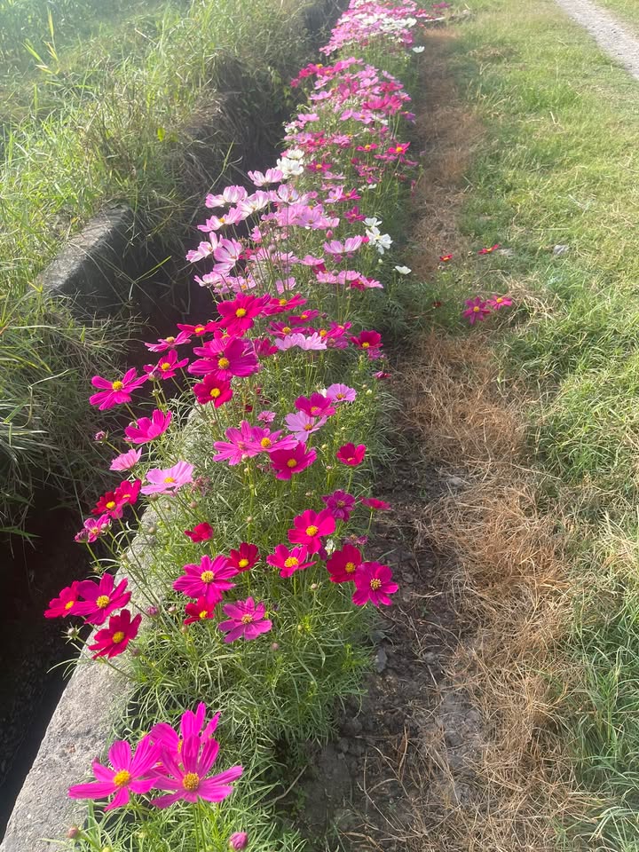 Đất thổ cư Ấp Tràm Lạc, Mỹ Hạnh Bắc 190m² giá 750 triệu - Nhanh tay sở hữu ngay!