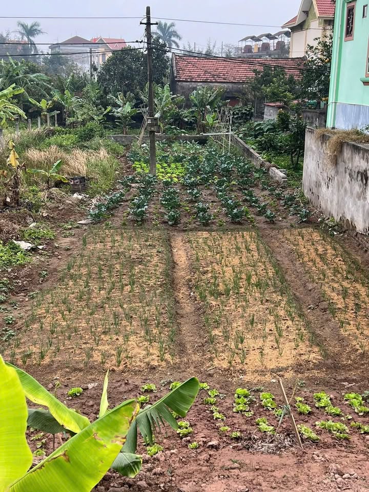 Đất nền thổ cư thôn 25 xã Hải Ninh 151m² giá 1 tỷ - Pháp lý rõ ràng!