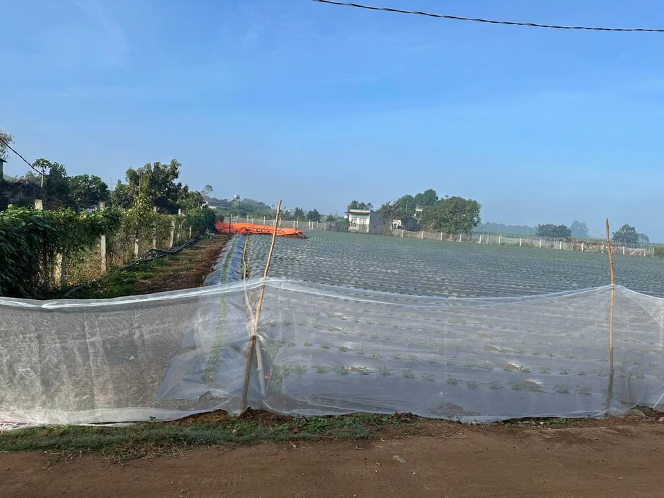 Đất thổ cư 4600m² tại xã Bình Thạnh, Đức Trọng - Cơ hội đầu tư hấp dẫn!